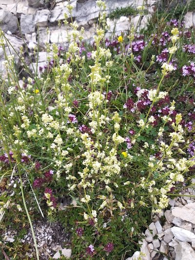 Galium lucidum, photographed by Carroll