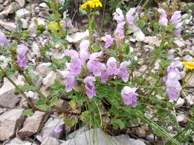Lamium garganicum, photographed by Carroll