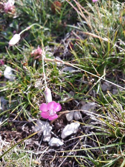 Dianthus brachycalyx, photographed by Carroll