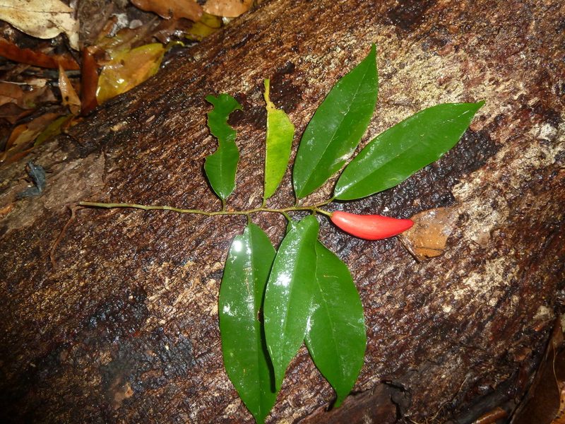 Chrysophyllum moralesianum, photographed by Eduardo Chacón Madrigal