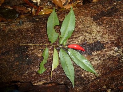 Chrysophyllum moralesianum, photographed by Eduardo Chacón Madrigal