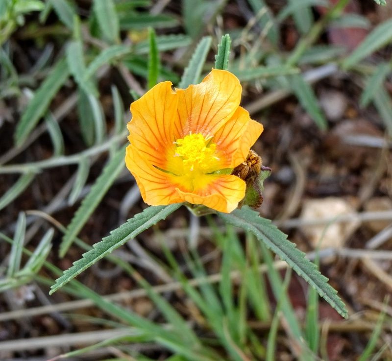 Sida neomexicana, photographed by Andrew Tree