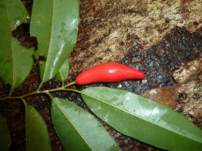 Chrysophyllum moralesianum, photographed by Eduardo Chacón Madrigal