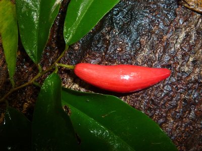 Chrysophyllum moralesianum, photographed by Eduardo Chacón Madrigal