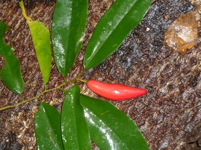 Chrysophyllum moralesianum, photographed by Eduardo Chacón Madrigal