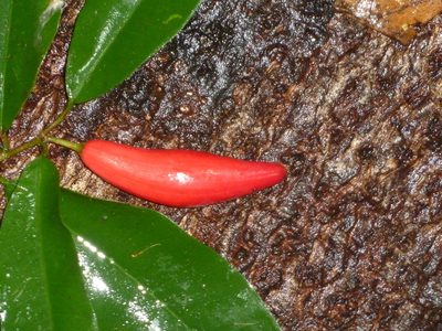 Chrysophyllum moralesianum, photographed by Eduardo Chacón Madrigal