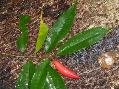Chrysophyllum moralesianum, photographed by Eduardo Chacón Madrigal
