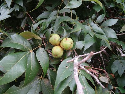 Carya texana, photographed by Kathy McAleese