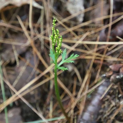 Botrychium angustisegmentum, photographed by er-birds