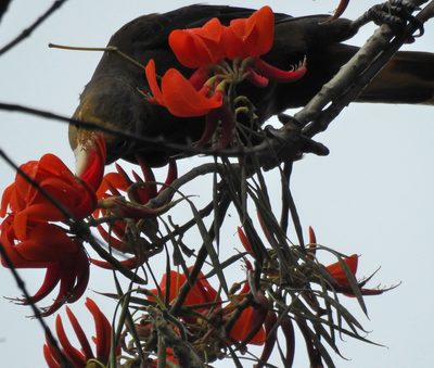 Erythrina poeppigiana, photographed by Naturalist Tours