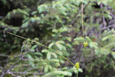 Carex oligosperma, photographed by Quinten Wiegersma