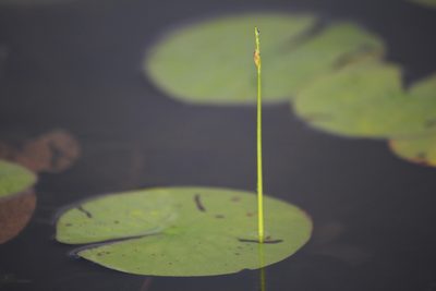 Schoenoplectus subterminalis, photographed by Quinten Wiegersma