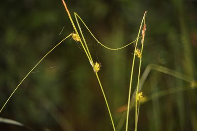 Carex oligosperma, photographed by Quinten Wiegersma