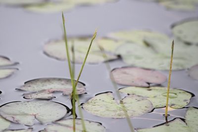 Schoenoplectus subterminalis, photographed by Quinten Wiegersma