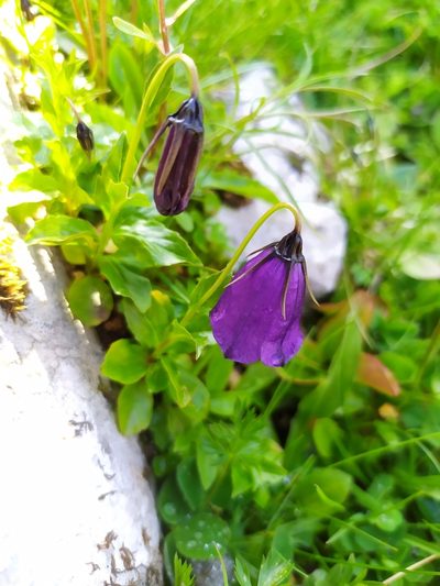 Campanula pulla, photographed by carnifex