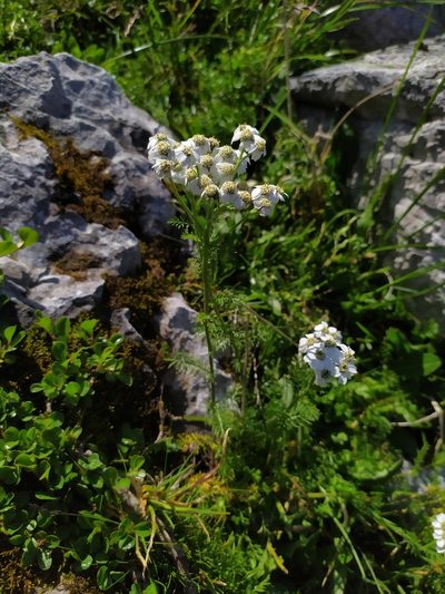 Achillea clusiana, photographed by carnifex