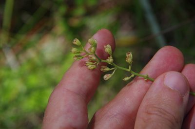 Triantha racemosa, photographed by Eric Knight