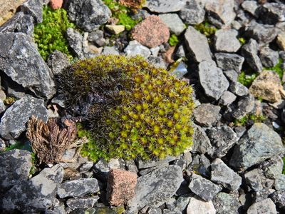 Syntrichia montana, photographed by Susan Marley