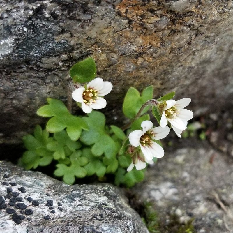 Saxifraga carpatica, photographed by Piotr Lukasik