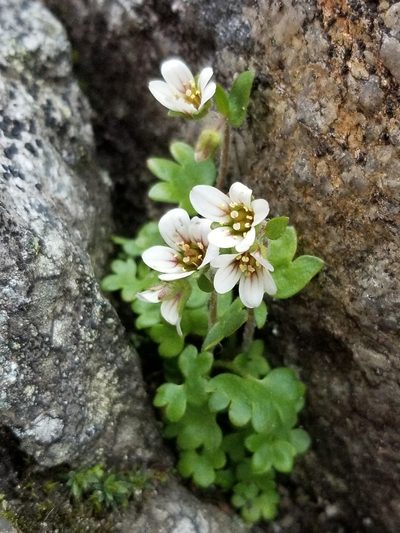 Saxifraga carpatica, photographed by Piotr Lukasik