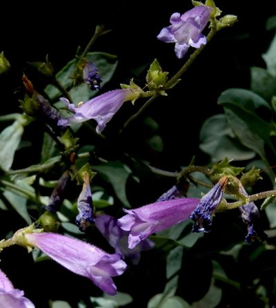 Penstemon caesius, photographed by desertnaturalist