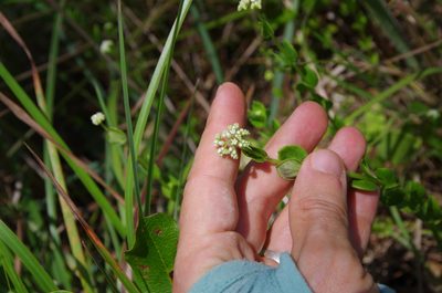 Mitreola sessilifolia, photographed by Eric Knight