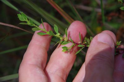 Ludwigia microcarpa, photographed by Eric Knight