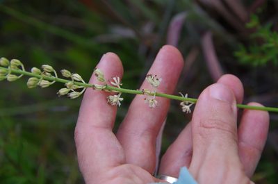 Triantha racemosa, photographed by Eric Knight