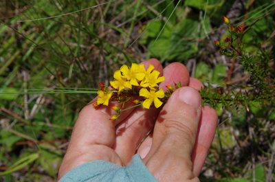 Hypericum brachyphyllum