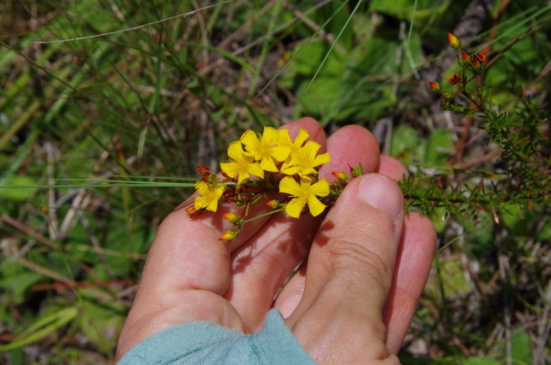 Hypericum brachyphyllum, photographed by Eric Knight
