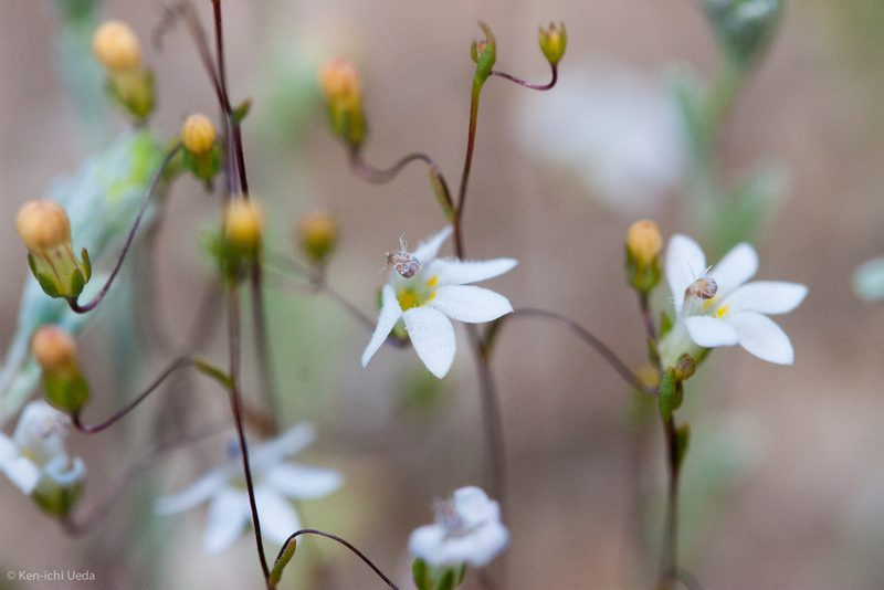 Nemacladus secundiflorus, photographed by Ken-ichi Ueda