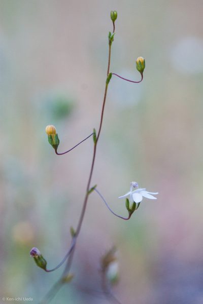 Nemacladus secundiflorus, photographed by Ken-ichi Ueda