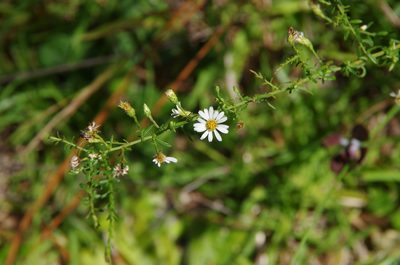 Symphyotrichum dumosum, photographed by Eric Knight