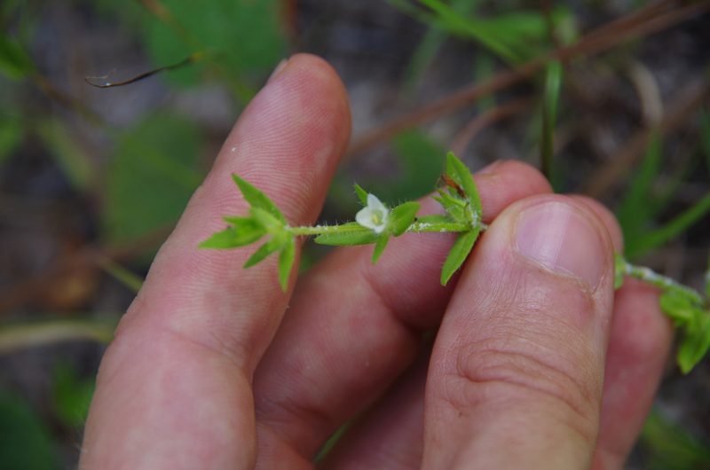 Gratiola pilosa, photographed by Eric Knight