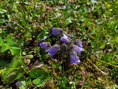 Campanula alpina, photographed by carnifex