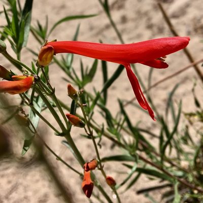 Penstemon labrosus, photographed by desertnaturalist