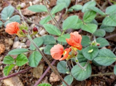 Macroptilium gibbosifolium, photographed by Andrew Tree