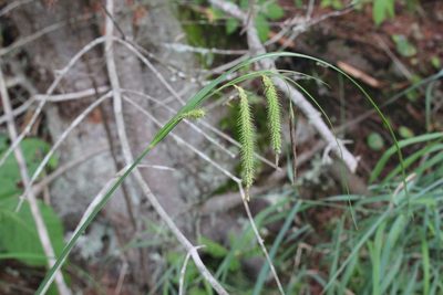 Carex gynandra, photographed by Quinten Wiegersma