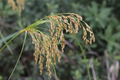 Scirpus pedicellatus, photographed by Quinten Wiegersma