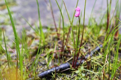 Utricularia resupinata, photographed by Quinten Wiegersma