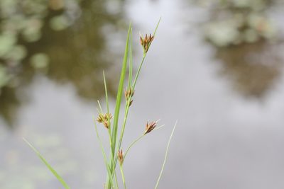 Rhynchospora capitellata, photographed by Quinten Wiegersma