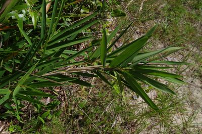 Arundinaria tecta, photographed by Eric Knight