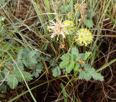 Desmanthus cooleyi, photographed by Andrew Tree