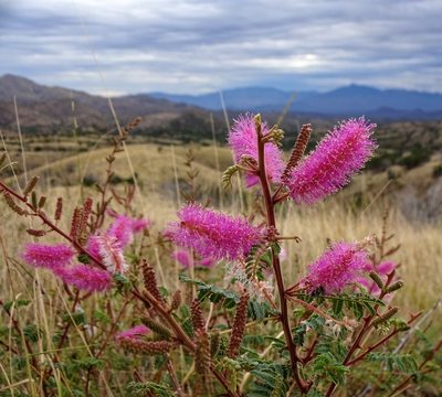 Mimosa dysocarpa, photographed by Andrew Tree