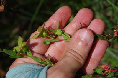 Ludwigia maritima, photographed by Eric Knight