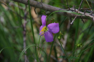 Rhexia nashii, photographed by Eric Knight