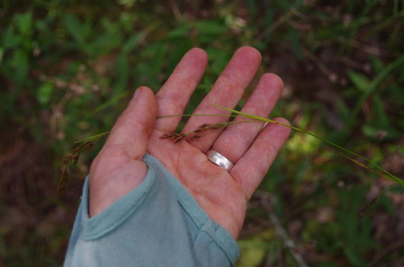 Rhynchospora inexpansa, photographed by Eric Knight