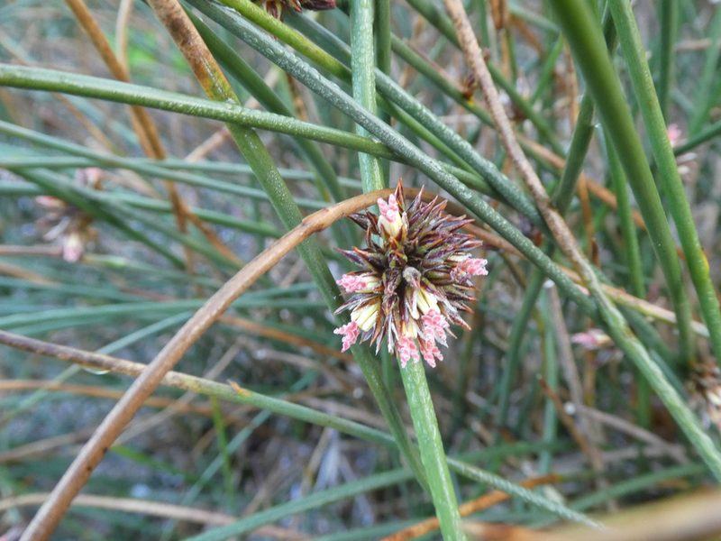 Juncus breweri, photographed by Aaron Liston