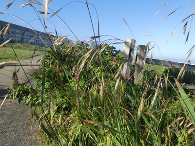 Bromus sitchensis