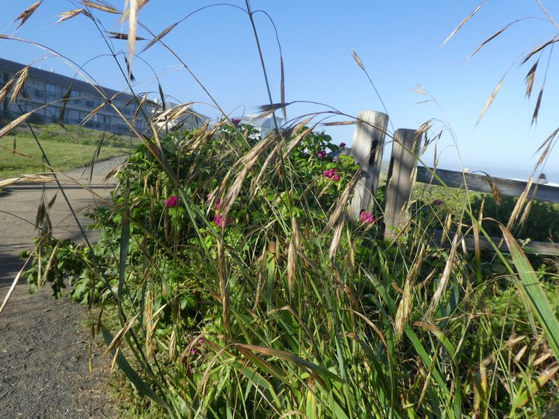 Bromus sitchensis, photographed by Aaron Liston